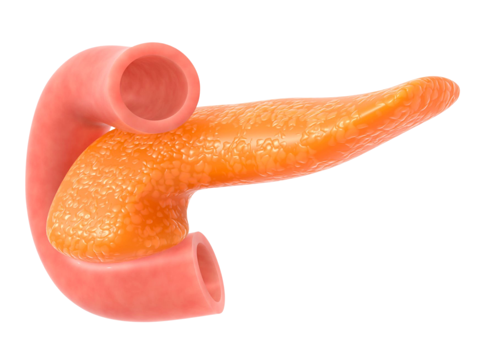 Procedure of HPB Surgery For Pancreas