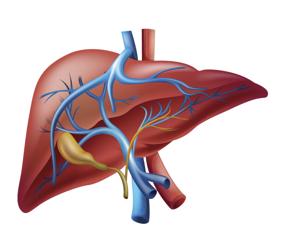 Bile Duct Cancer Surgery Overview