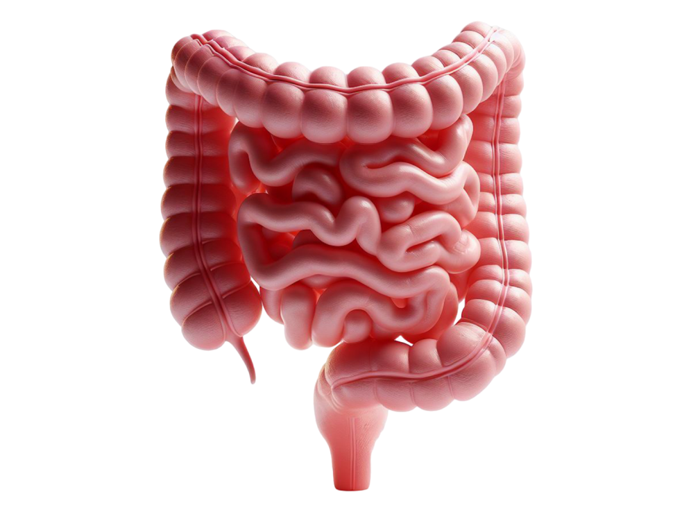 Procedure of Gastrointestinal GI Surgery