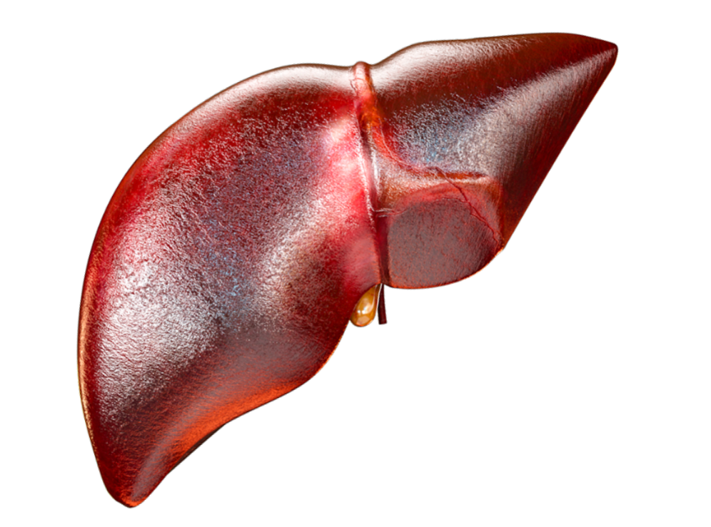 What is Liver Transplant Surgery